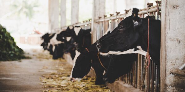 Glané pour vous en mars : un projet de décret pour réduire les normes environnementales