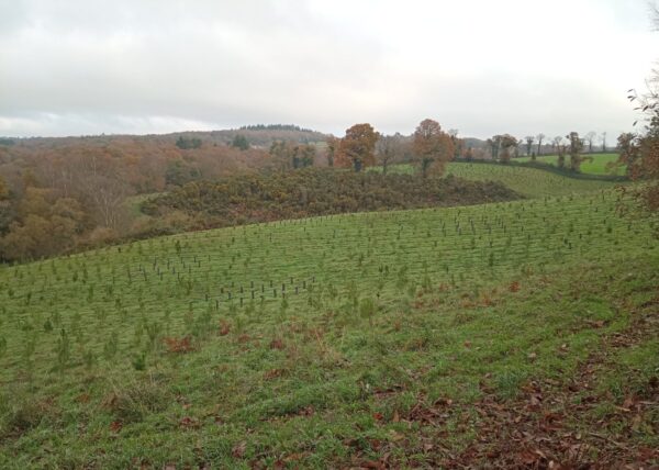 A-dreñv gwernis glas ar start-up breton Ecotree, plantadegoù ha n’int ket ken ekolojik-se